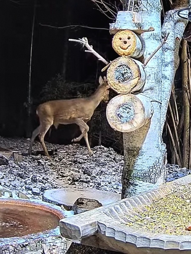 livebirdspoland_c294223b8857725faa4459c98b0d08a7.jpg