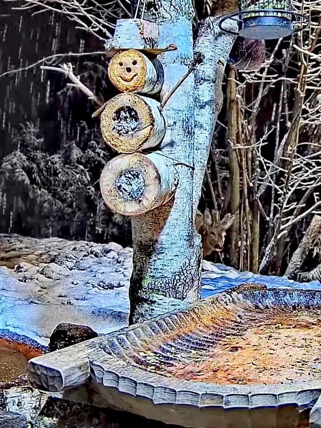 livebirdspoland_bb288bc08c3d7157b905ae7e63506772.jpg