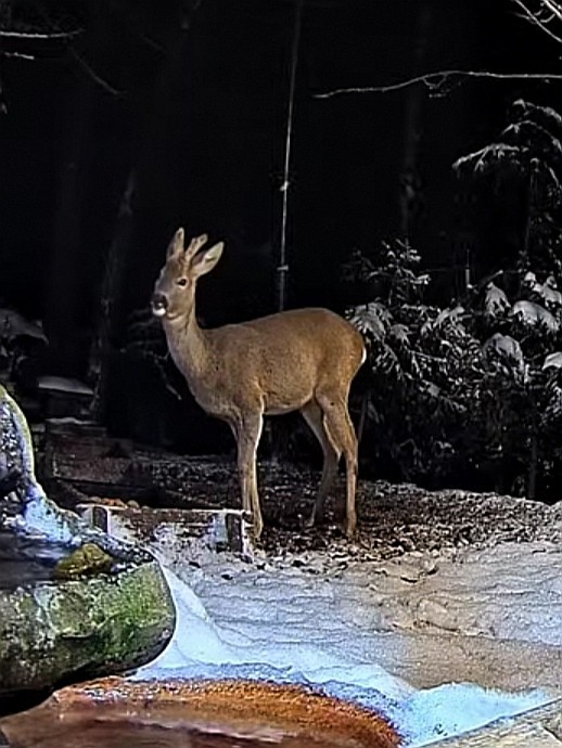 livebirdspoland_483ab8292977730e17d1d1c93f4c3594.jpg