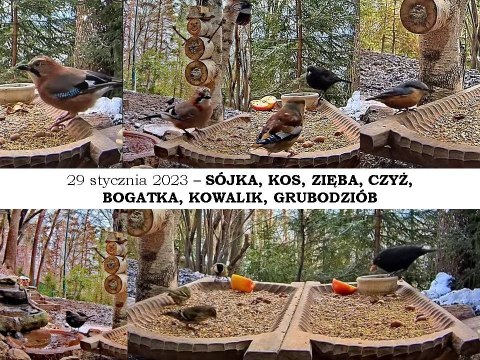 livebirdspoland_b0d5b7762895705fcd5753f633a6bb8d.jpg