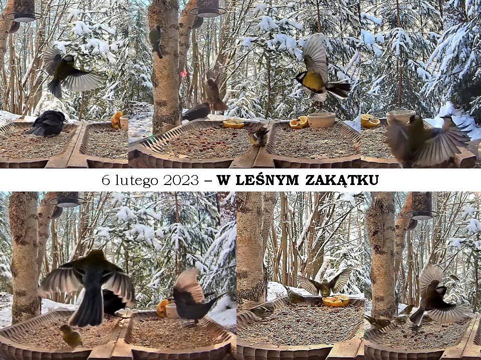 livebirdspoland_4c609b44528421dc26105878cdc96210.jpg