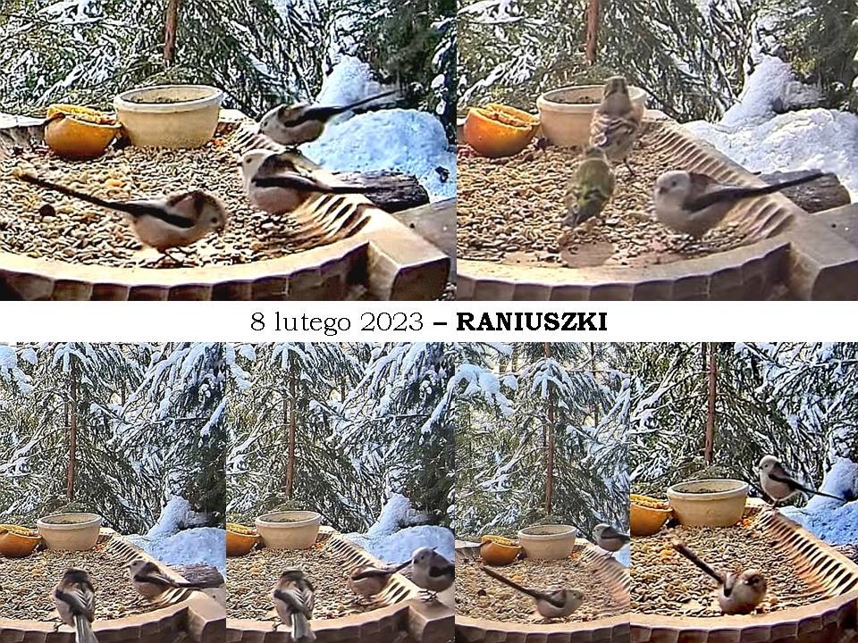 livebirdspoland_d3fb91708336acef0c485f6604f0e373.jpg