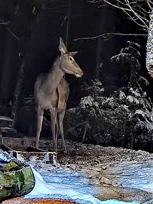livebirdspoland_4e09a424abbd6c4974256f3f83e01e89.jpg
