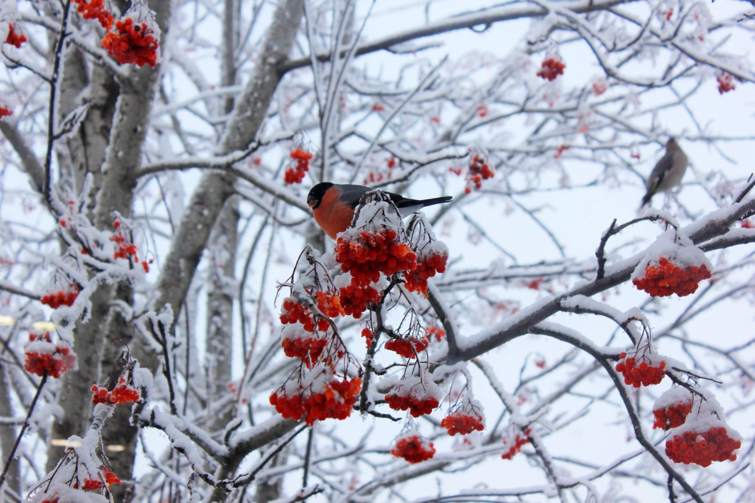 livebirdspoland_230f455abf9aec5636bb62f5fb4f81be.png