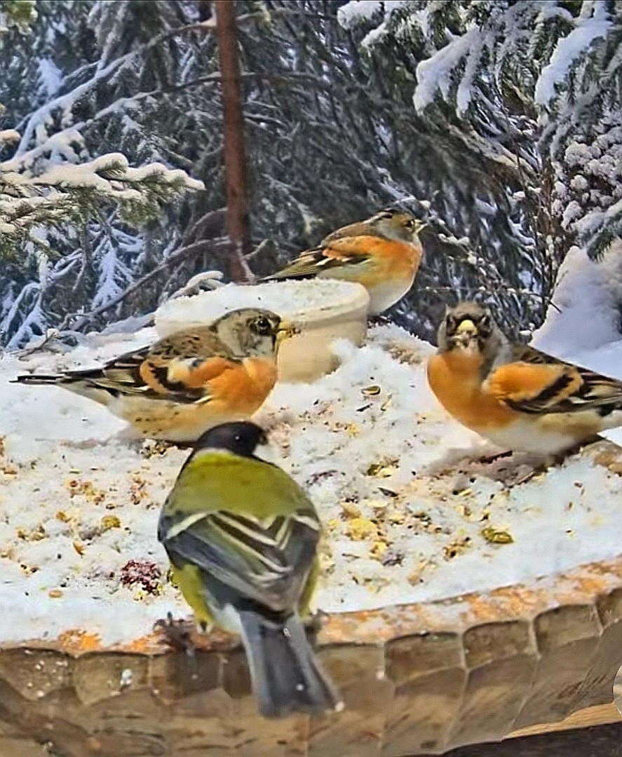 livebirdspoland_7a8c8e47b4a008e94572ff8cdd692a49.jpg