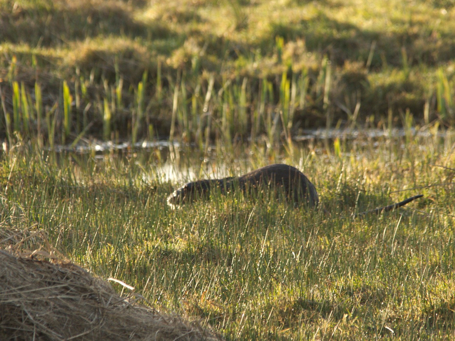 livebirdspoland_023db65f915e5930d7851ea1bee6ff27.jpg