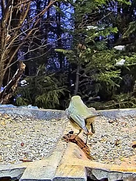 livebirdspoland_63c8af53f7be18265bfe6f56cfc9888a.jpg