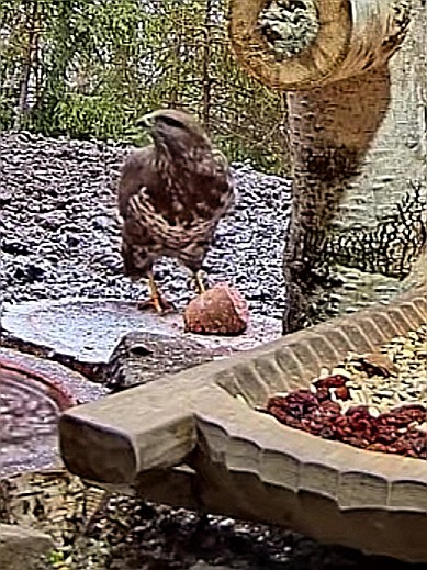 livebirdspoland_2a83aeb23adccf8bb9bb3ea8e5f9a79e.jpg