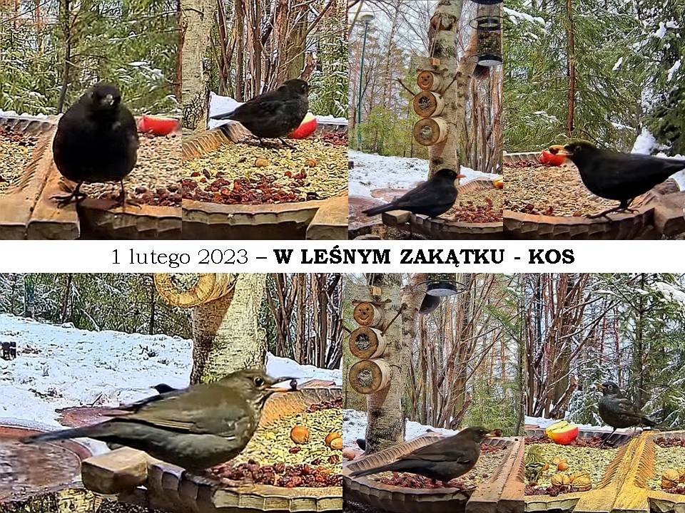 livebirdspoland_b2816da5451360c5e4beab02923f0556.jpg