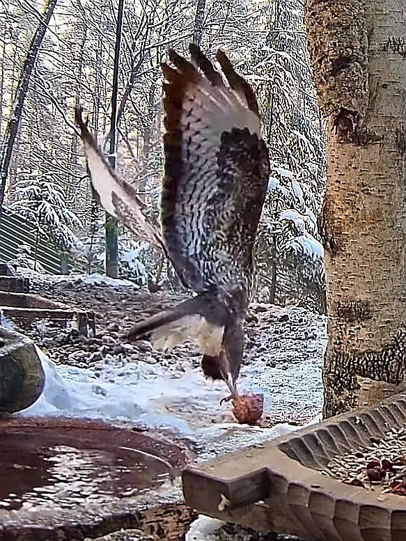 livebirdspoland_66e2d1148e49f3e5642b3221ad70b18d.jpg