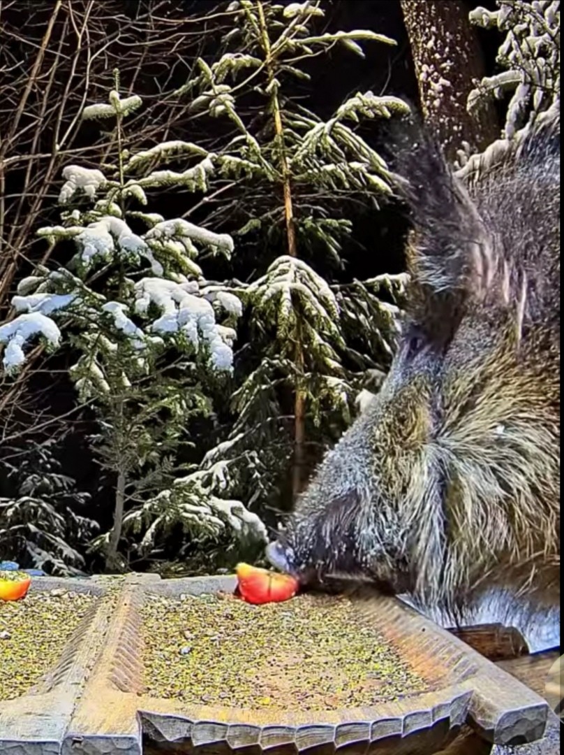 livebirdspoland_3e50c6c3458315f93f8e8c1610c888b8.jpg