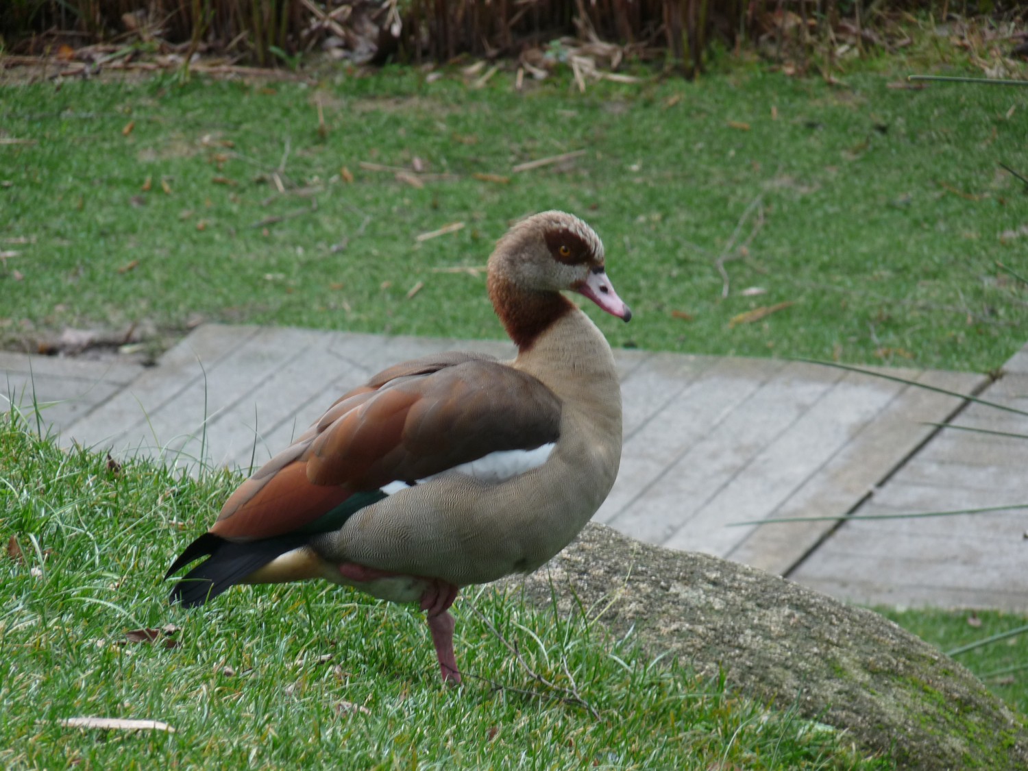 livebirdspoland_e04aff48fc066709c9d6b747fe436db7.jpg