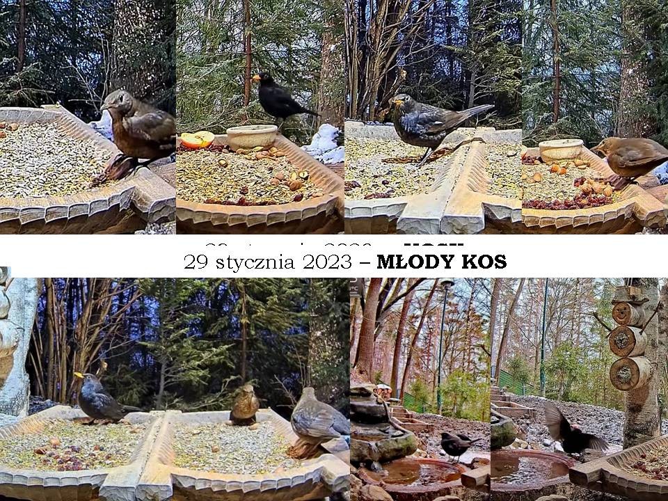 livebirdspoland_c232d8b330fe534b6d1bc86a5ef48d17.jpg