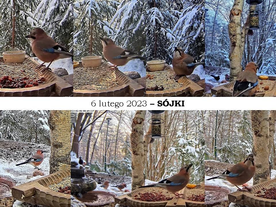 livebirdspoland_eaa544d8ea07fbb9952ac45dc97e197a.jpg