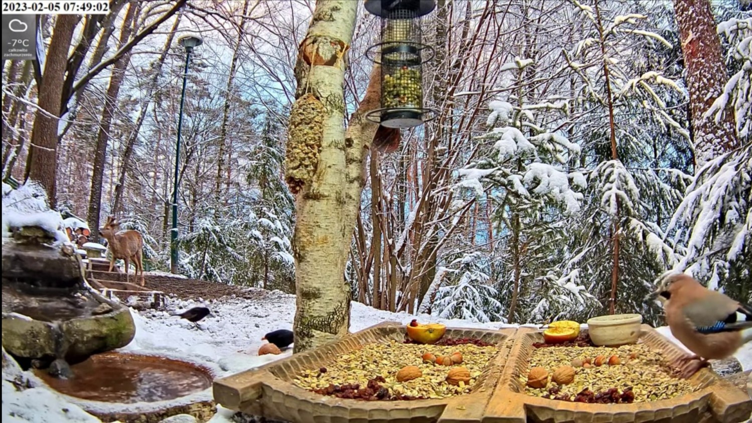 livebirdspoland_ed807f0f91608310413ffdbb56081b58.jpg