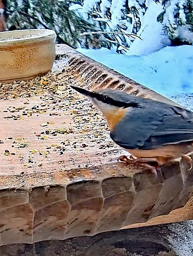 livebirdspoland_4d475681b6aee3ea8e144923e653c71d.jpg