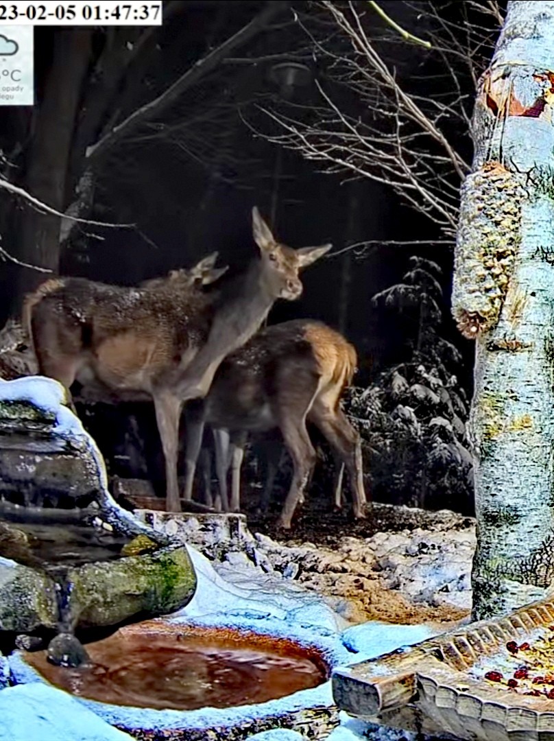 livebirdspoland_65f85b65c6b8c2b7a8d239926b8e910f.jpg