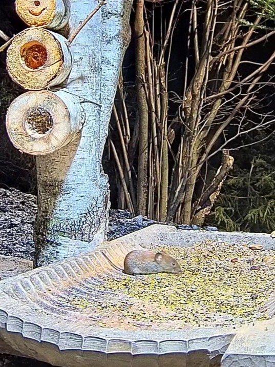 livebirdspoland_3a4f387eb60b6b453256615b417cf667.jpg