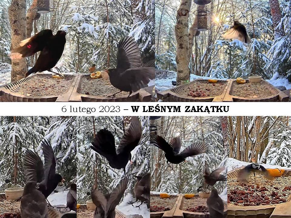 livebirdspoland_40036725c73ce0d539c6a23d10ae4ef6.jpg