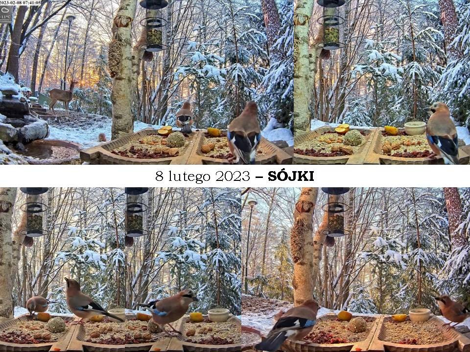 livebirdspoland_fa12daa7380014ae5d8269ab17180bf7.jpg