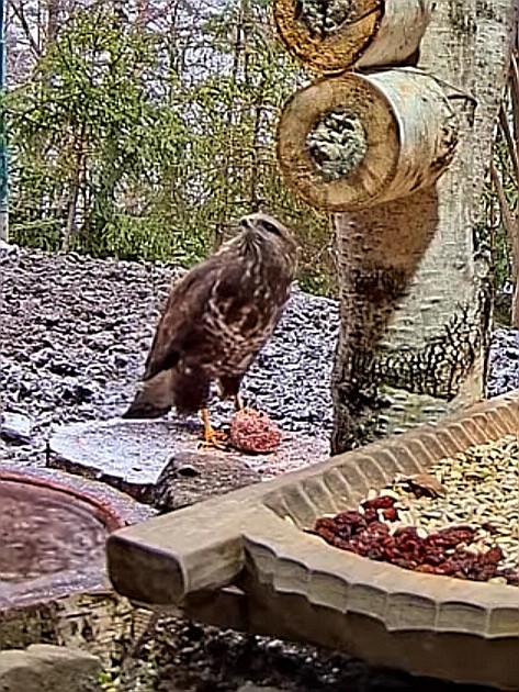 livebirdspoland_2760f5c46e4abc96dcbddd399fc5b083.jpg
