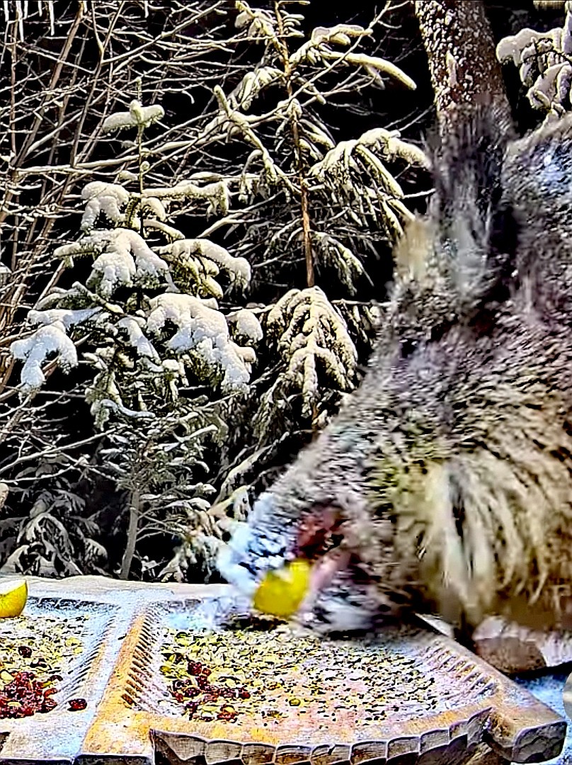 livebirdspoland_f9523ac8a12e46088b5e7b3c821a9d66.jpg