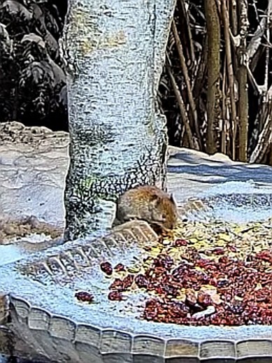 livebirdspoland_4b6cecffbf2efd0a52050ad37d5ae387.jpg