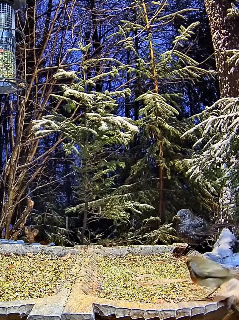 livebirdspoland_e8351dceb74057d37c30919f3b5e72b0.jpg