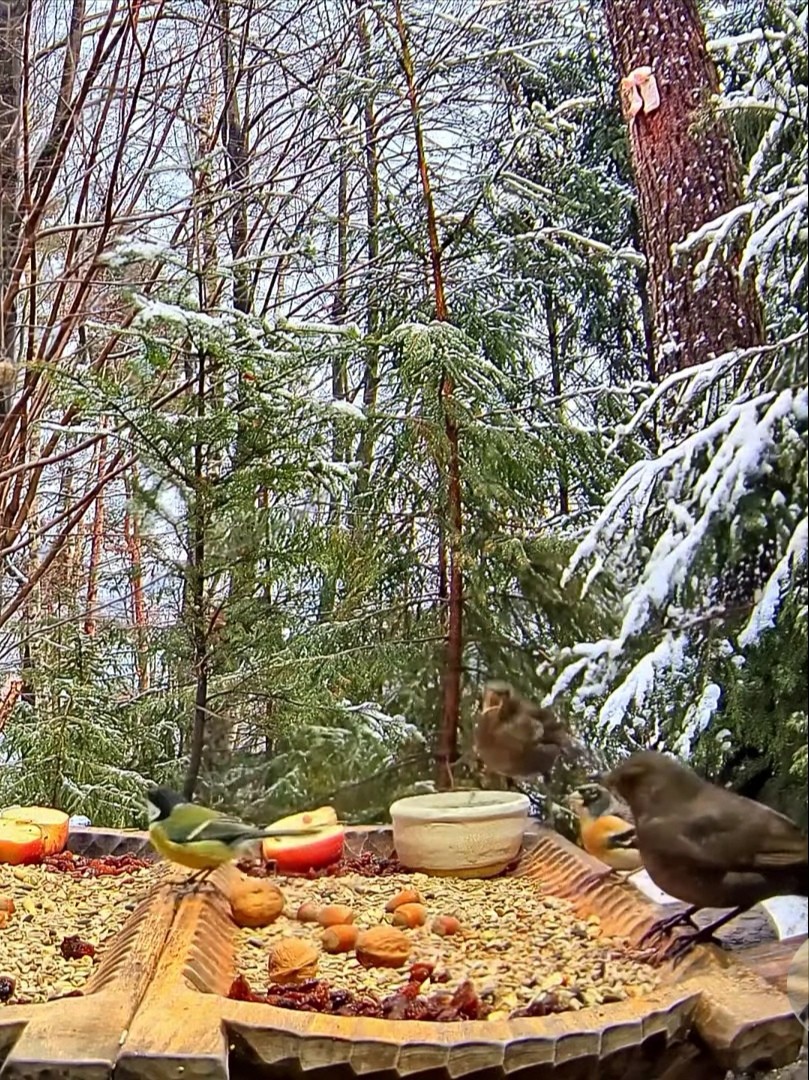 livebirdspoland_cc8d17205f75001344d888e2b373b05f.jpg