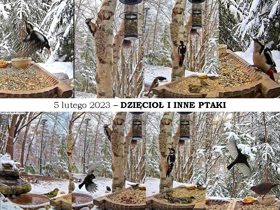livebirdspoland_f14e73b24dc351013ea2a6fad589f76e.jpg