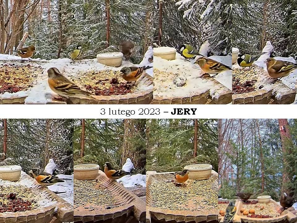 livebirdspoland_b6e57cca27e36c28e5ad90e27af19c54.jpg