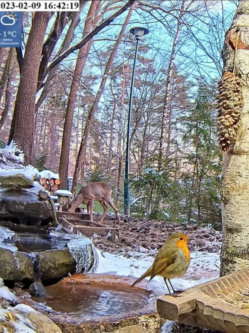livebirdspoland_c7e128678a2a0ade2d73d39963824a63.jpg