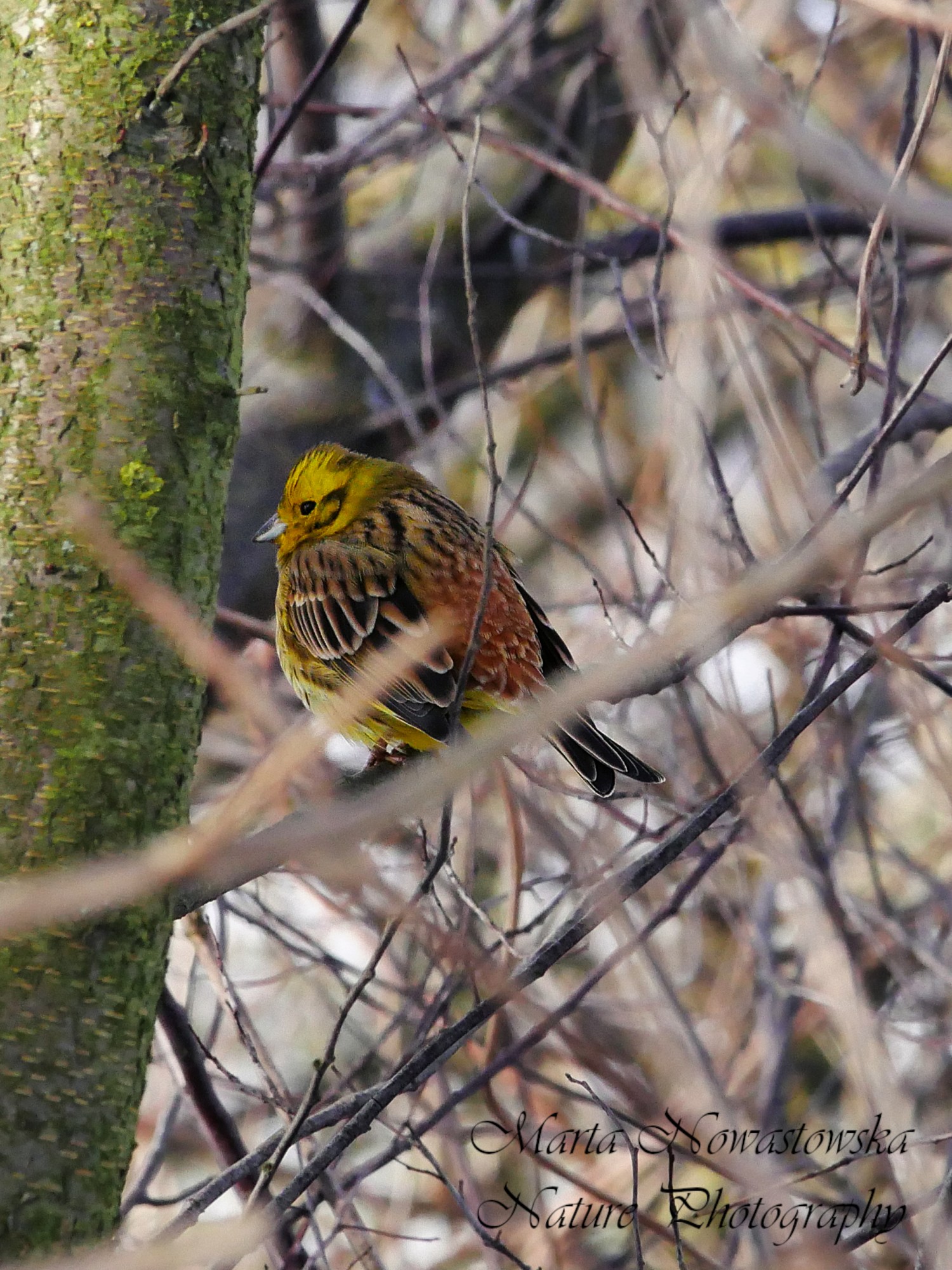 livebirdspoland_f0178d46830bd352a6e44a5c942f2ad9.jpg