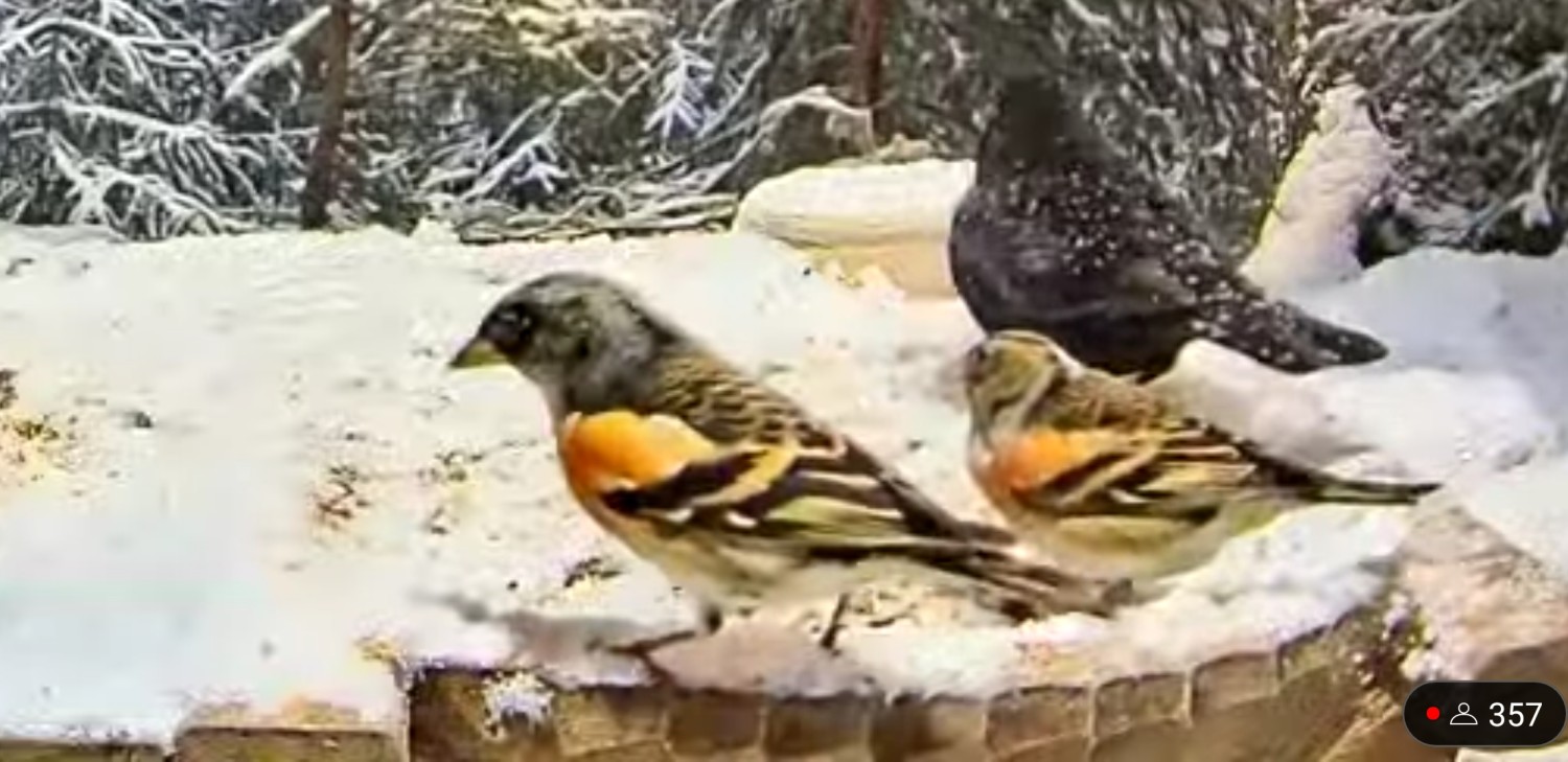 livebirdspoland_2efed1eddd840102b82ad8f6ad83c7e6.jpg