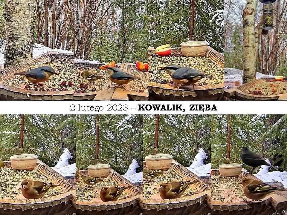 livebirdspoland_129fe011b63d671ed3283b9f47b5dce9.jpg