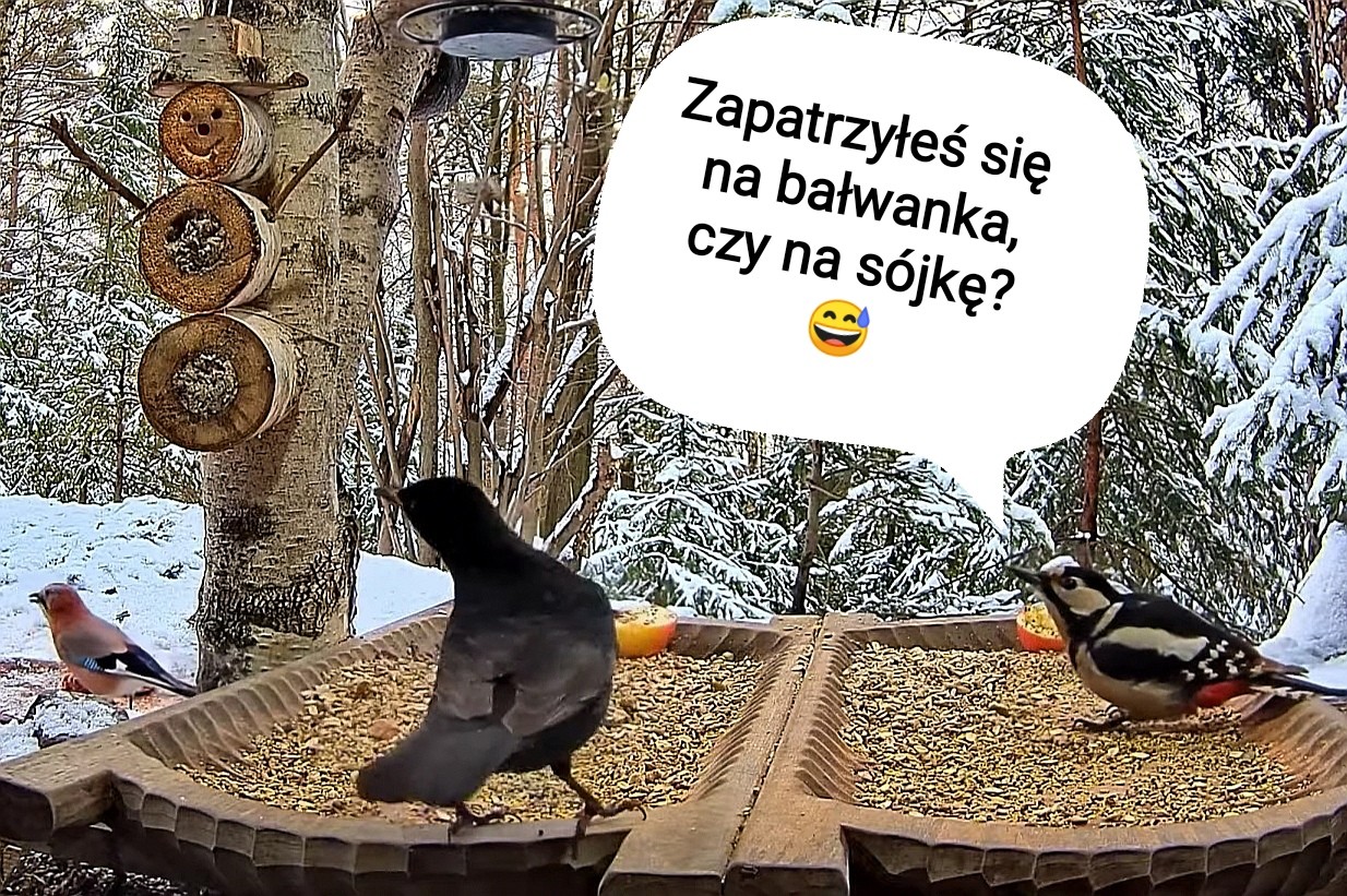 livebirdspoland_e72c01ddd234e9294fbdf4b1a1080408.jpg