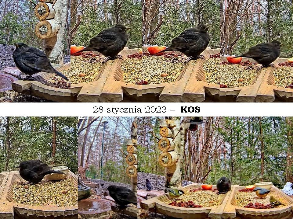 livebirdspoland_906c88fc78f173844d0abeeda1908848.jpg