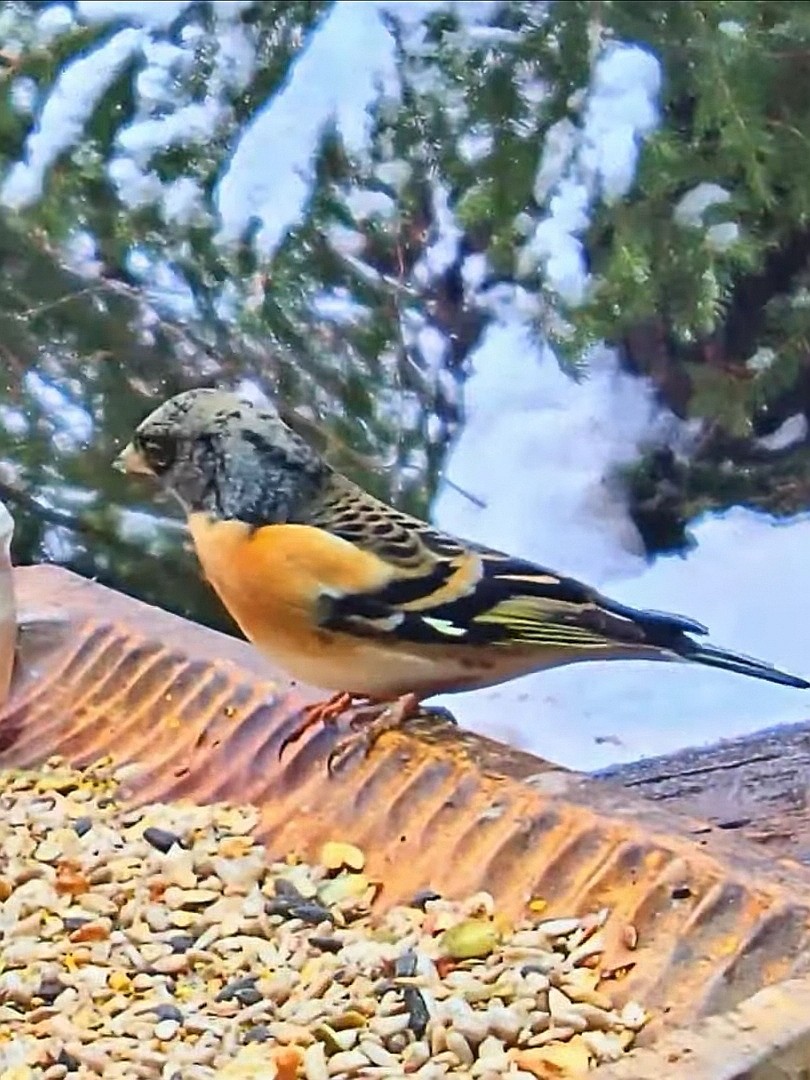 livebirdspoland_c95fee7462dd1ab3c6813088dfb97d4b.jpg