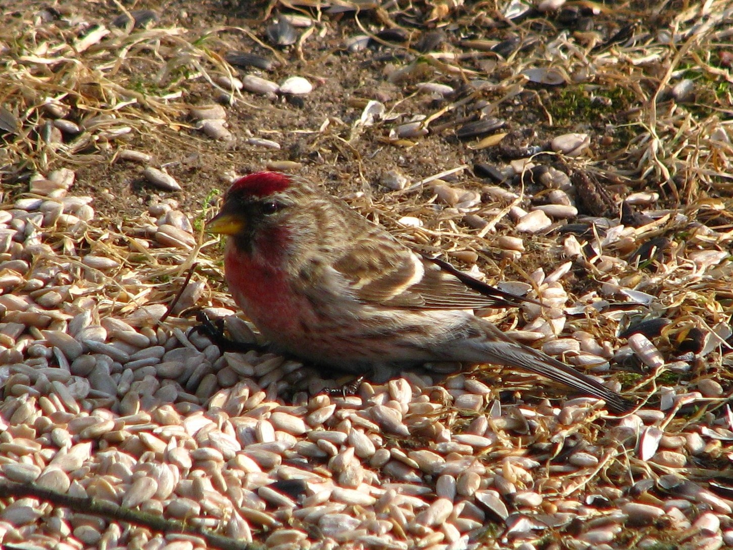 livebirdspoland_950ededb51eb339464c8a620538b226b.jpg