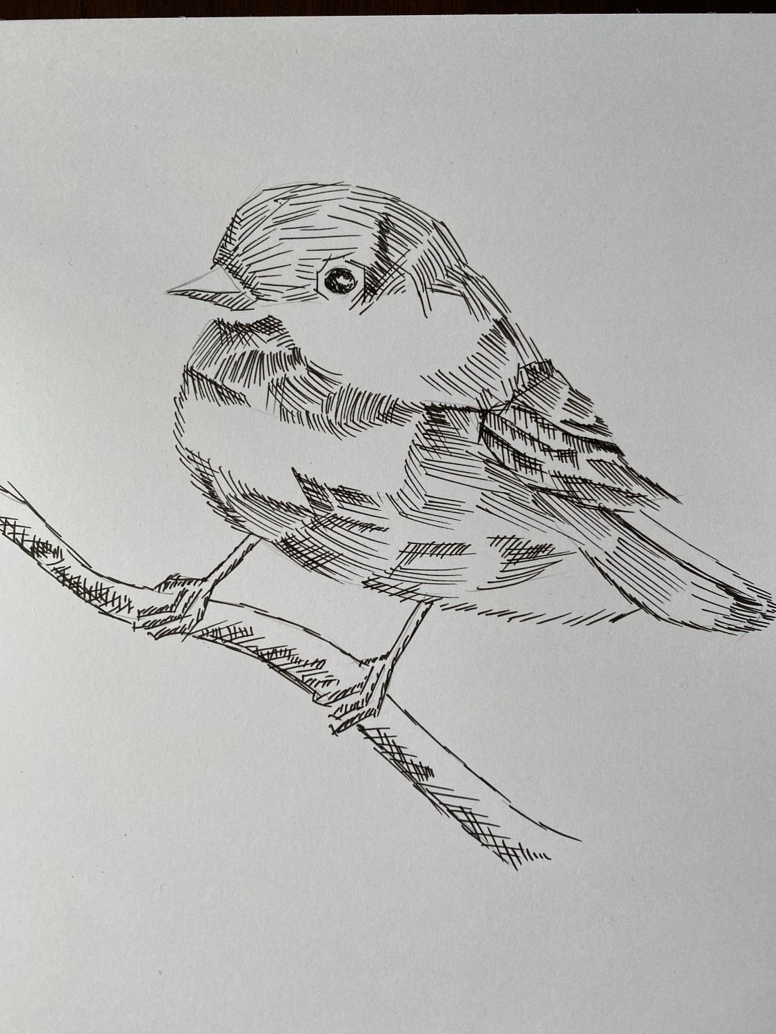 livebirdspoland_2afda660c0ad52b7afc84e767334c2ae.jpg