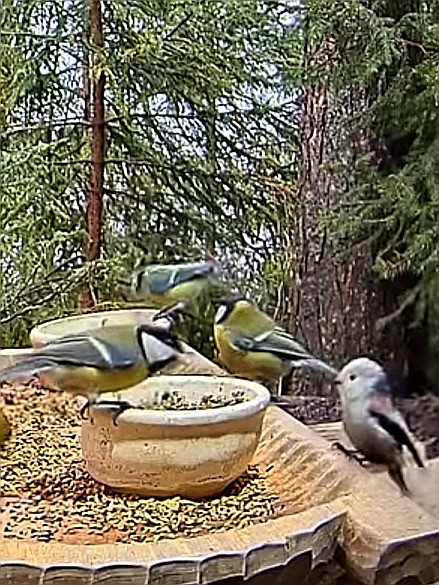 livebirdspoland_bf3ef44fdfc53bc4c854081eaaee2357.jpg