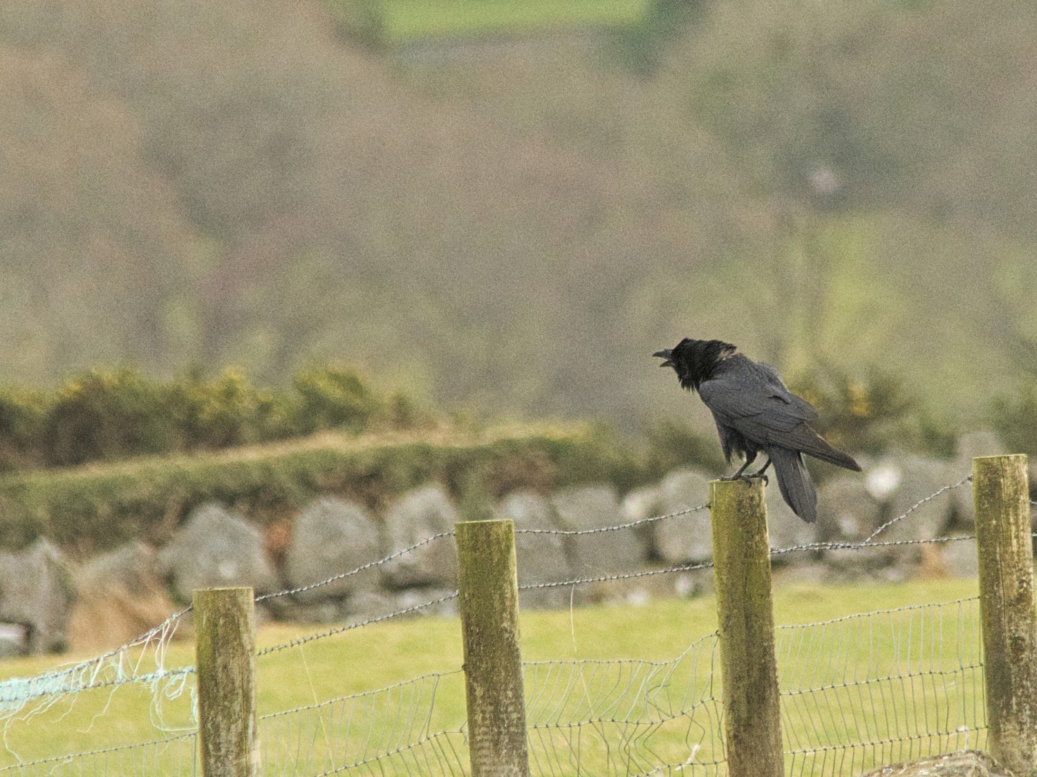 livebirdspoland_8ae8d1fe244939440cc986baa6797670.jpg