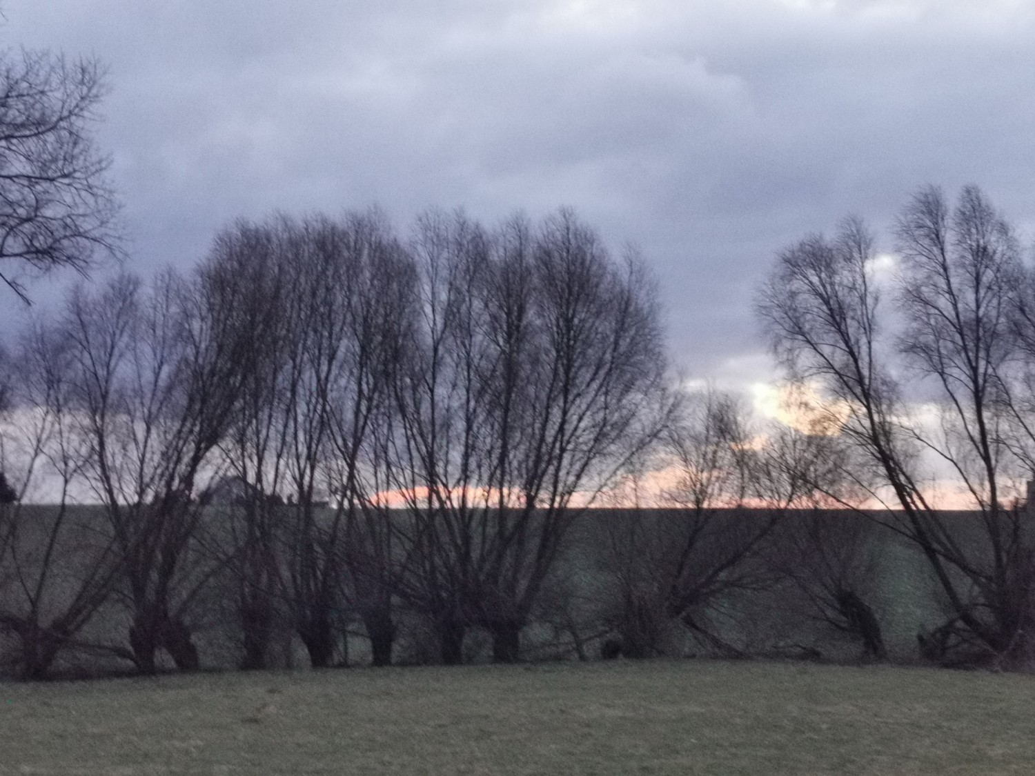 livebirdspoland_1ca865646e2ce04800256e27254a08ae.jpg