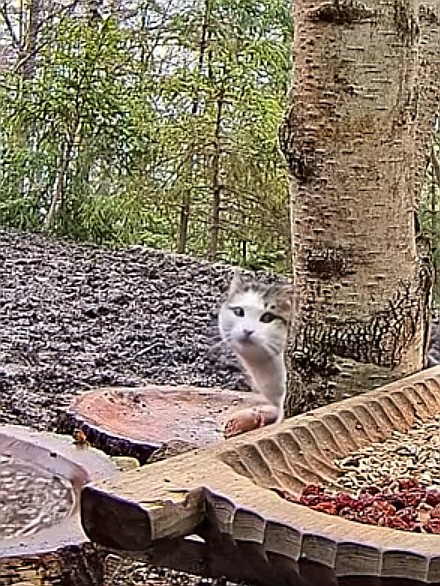 livebirdspoland_d526d66e6fedeb25680b5e14d63af07f.jpg