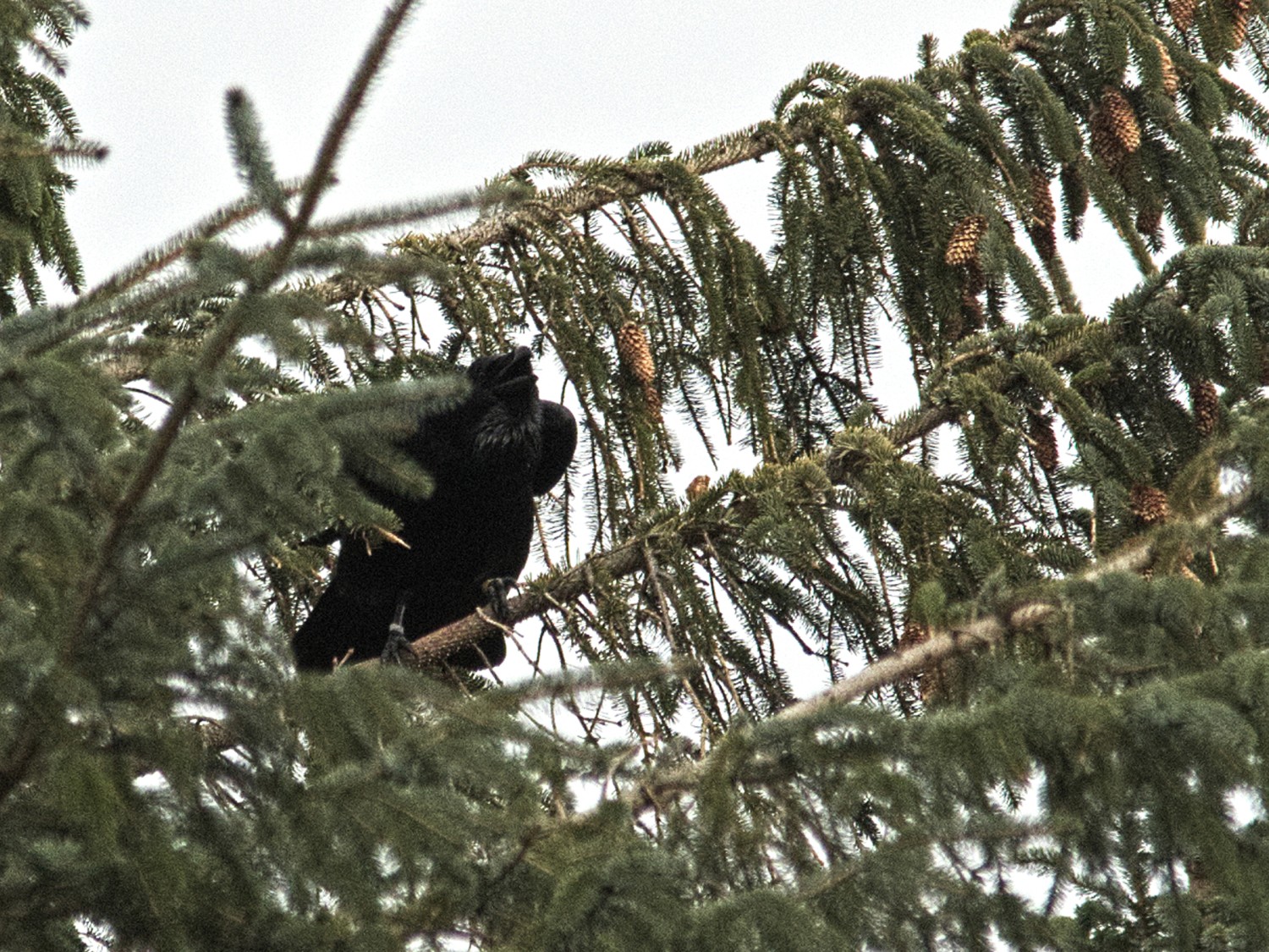 livebirdspoland_49651680206e98ffc8cea6f042dacb44.jpg