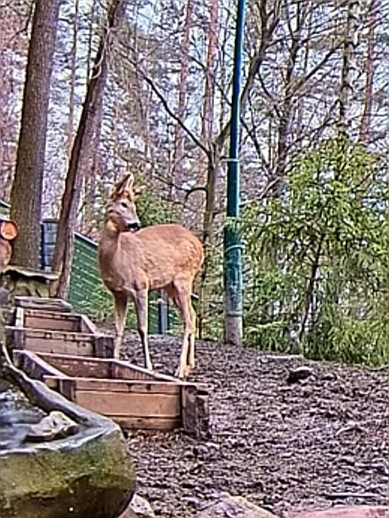 livebirdspoland_b59e12d3e08589dbb126da5fa5497b61.jpg