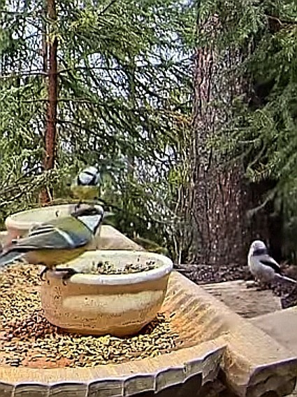 livebirdspoland_424859cafb073e5896e6156c95ac6b10.jpg