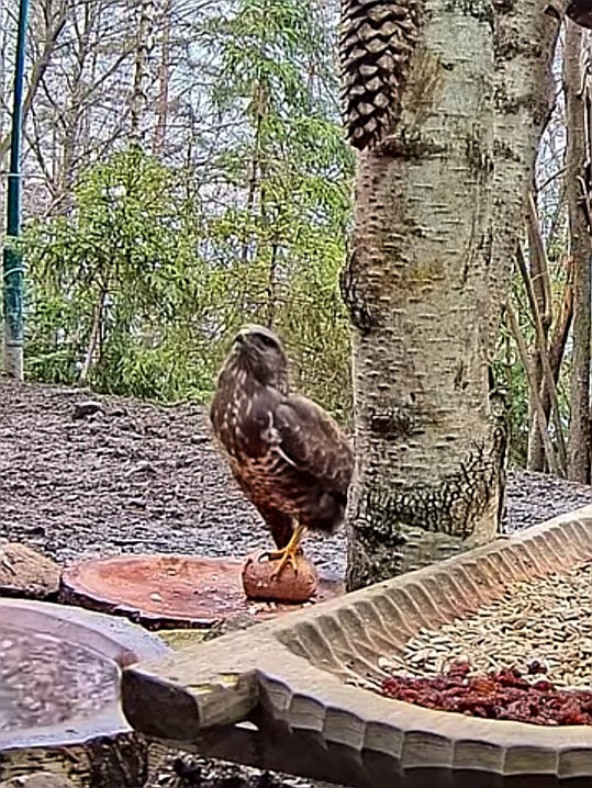 livebirdspoland_a9399b499975b019e0a0fe2d6197f24e.jpg