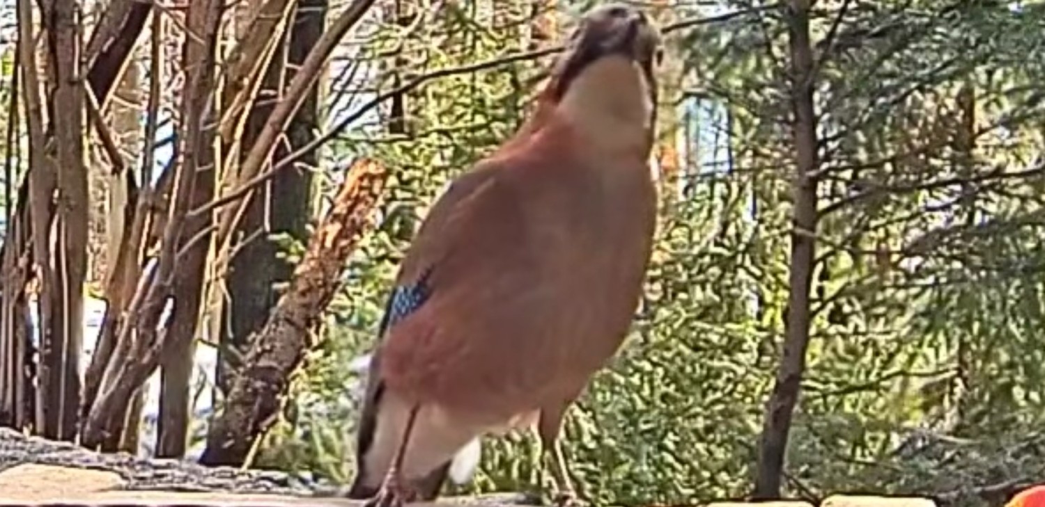 livebirdspoland_a33ccfa92d8600240f007f65e613bc7a.jpg