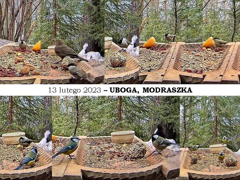livebirdspoland_1e9e96913e3ae18487f7dd7f5058f61c.jpg